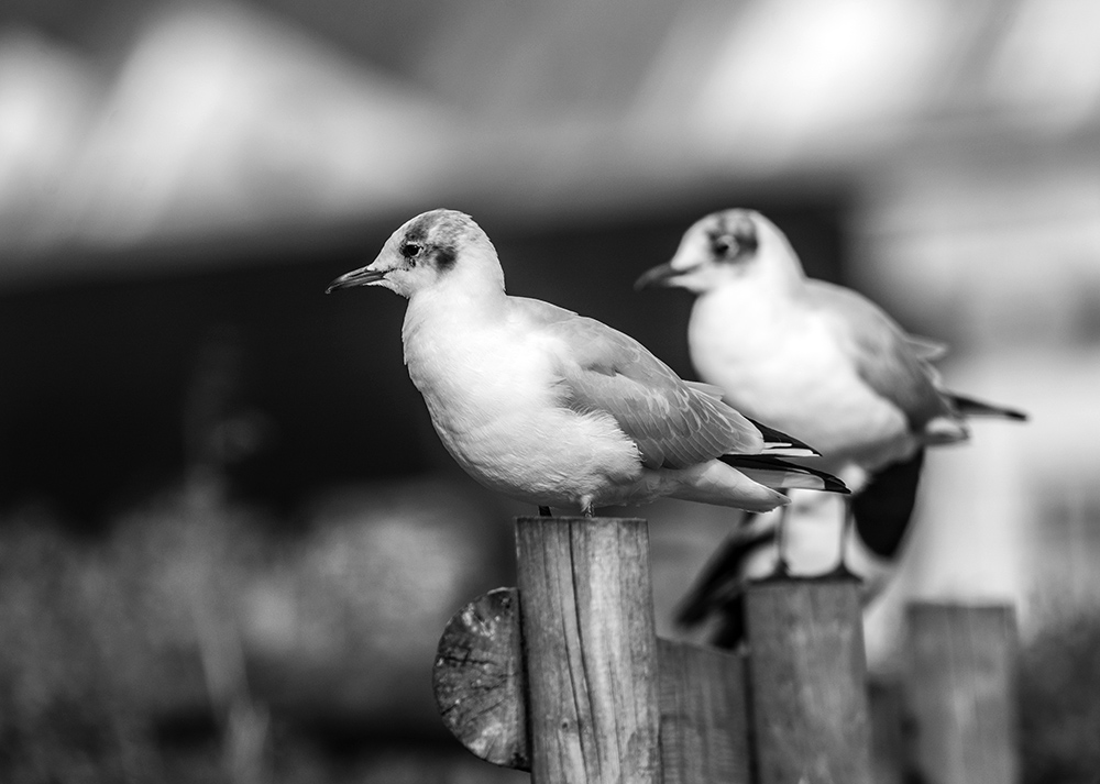DSC_4728.jpg