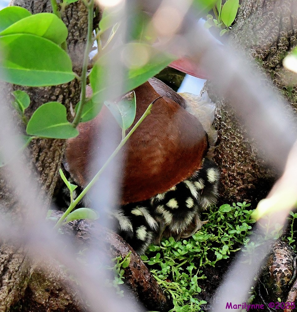 DSC_4730_001.JPG