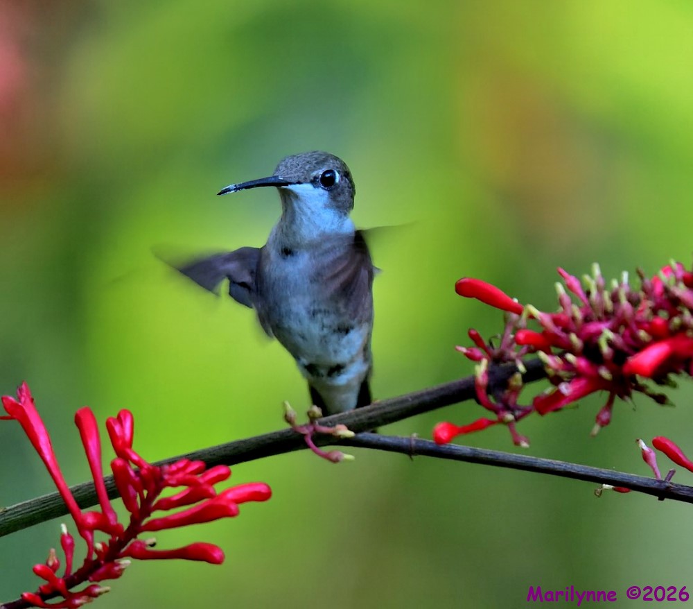 DSC_4731 copy_001.JPG