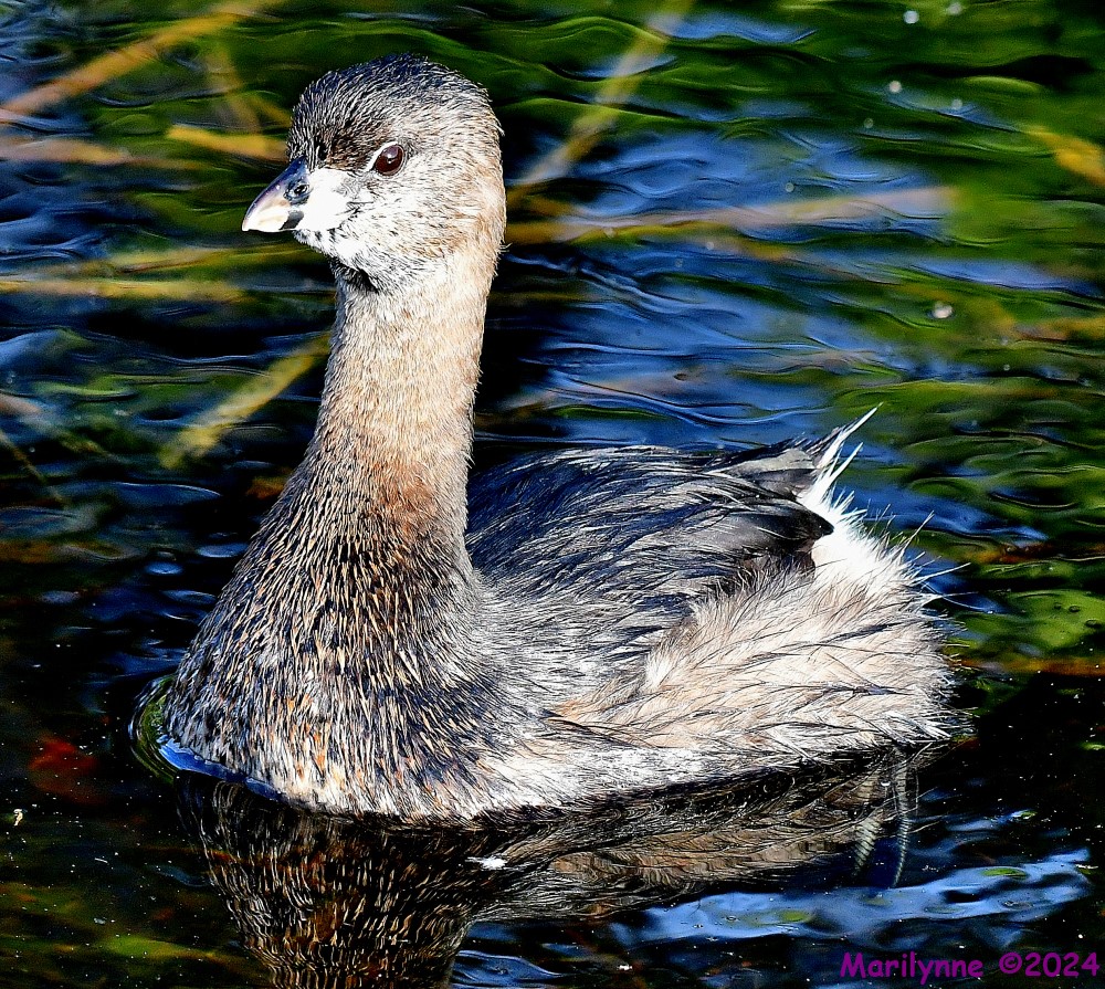 DSC_4731_001.JPG