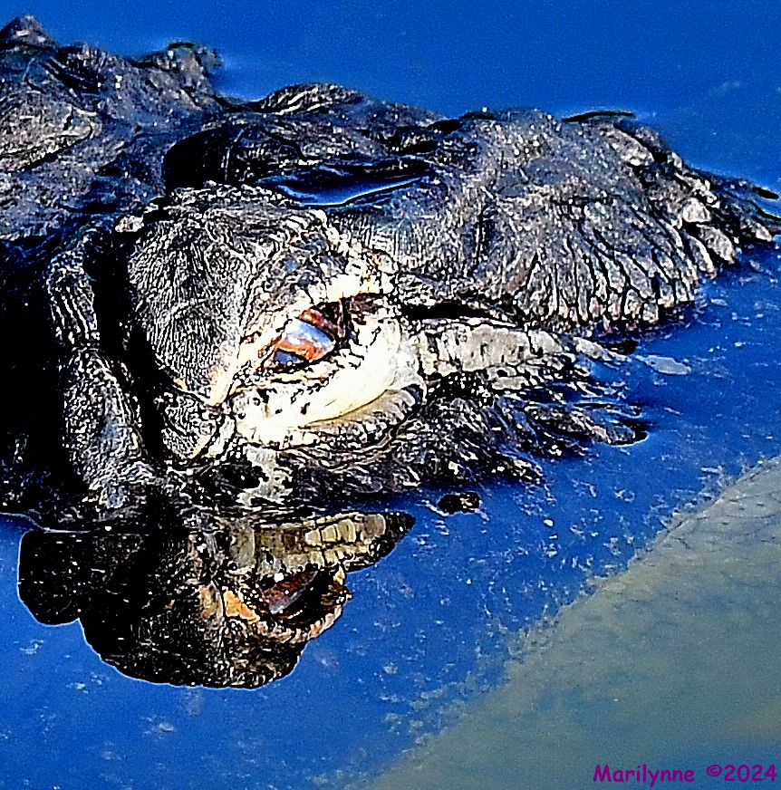 DSC_4733_001.JPG