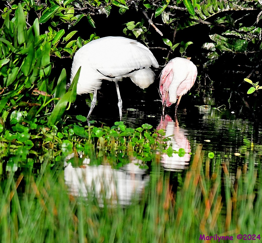 DSC_4734_001.JPG