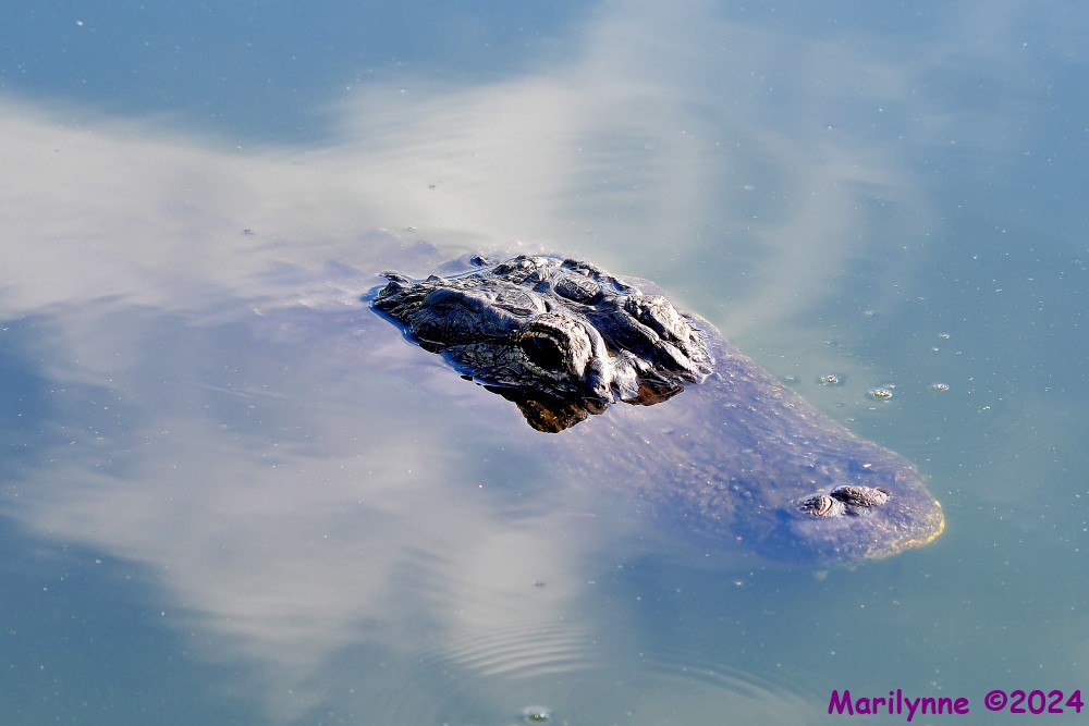 DSC_4735_001.JPG