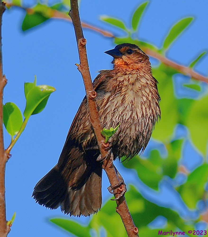 DSC_4739_001.JPG