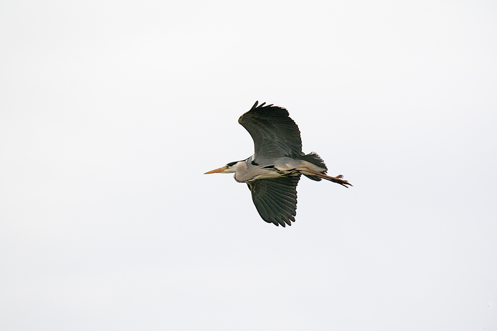 DSC_4740.jpg
