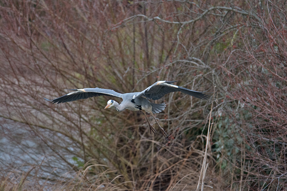 DSC_4746.jpg