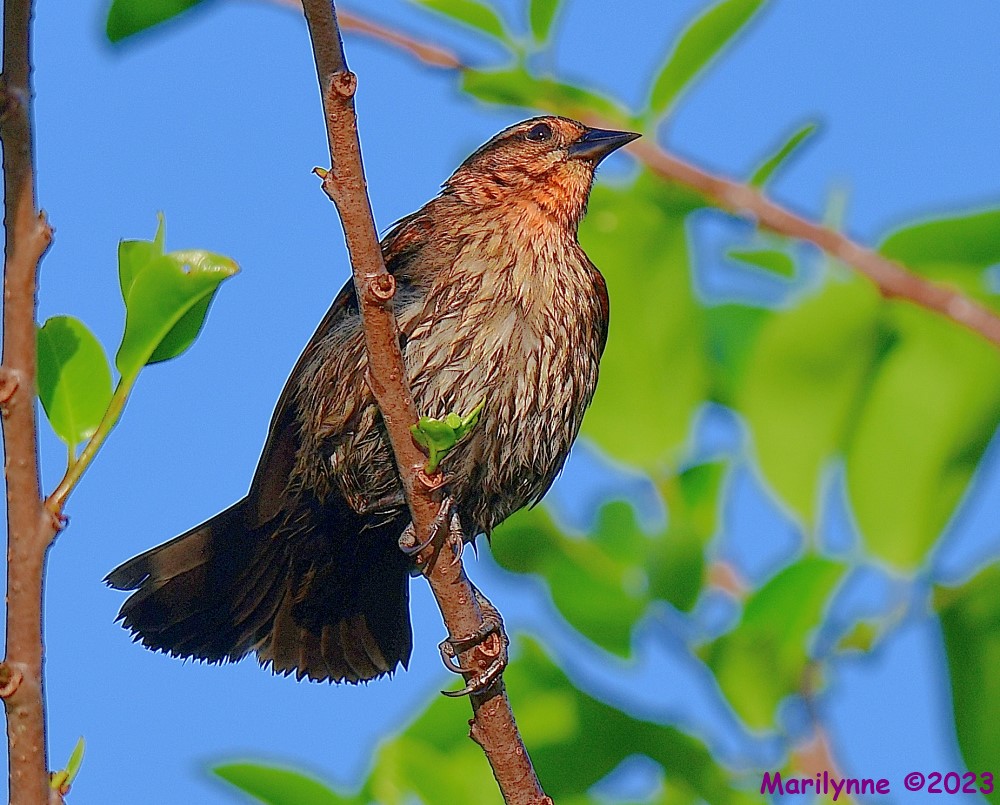 DSC_4746_001.JPG