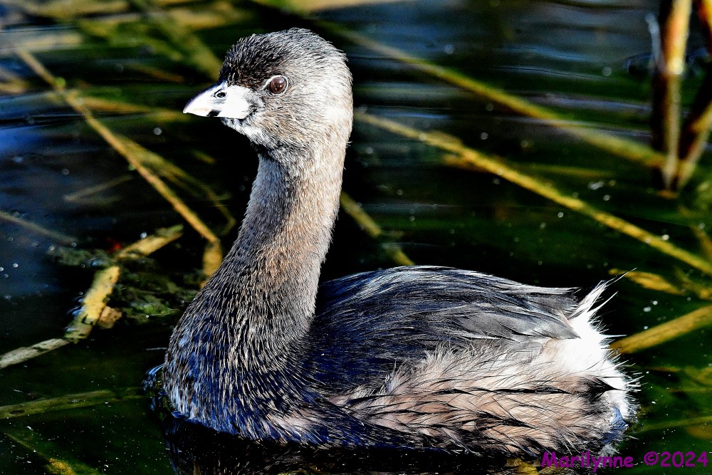 DSC_4746_001.JPG