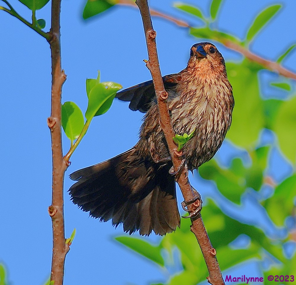 DSC_4747_001.JPG