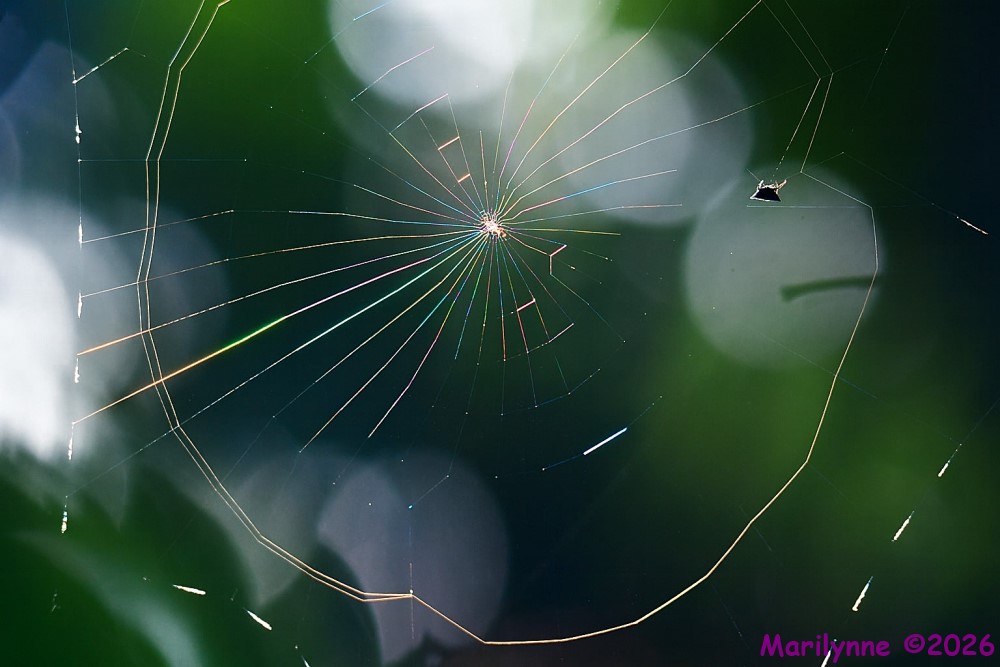 DSC_4749 copy_001.JPG