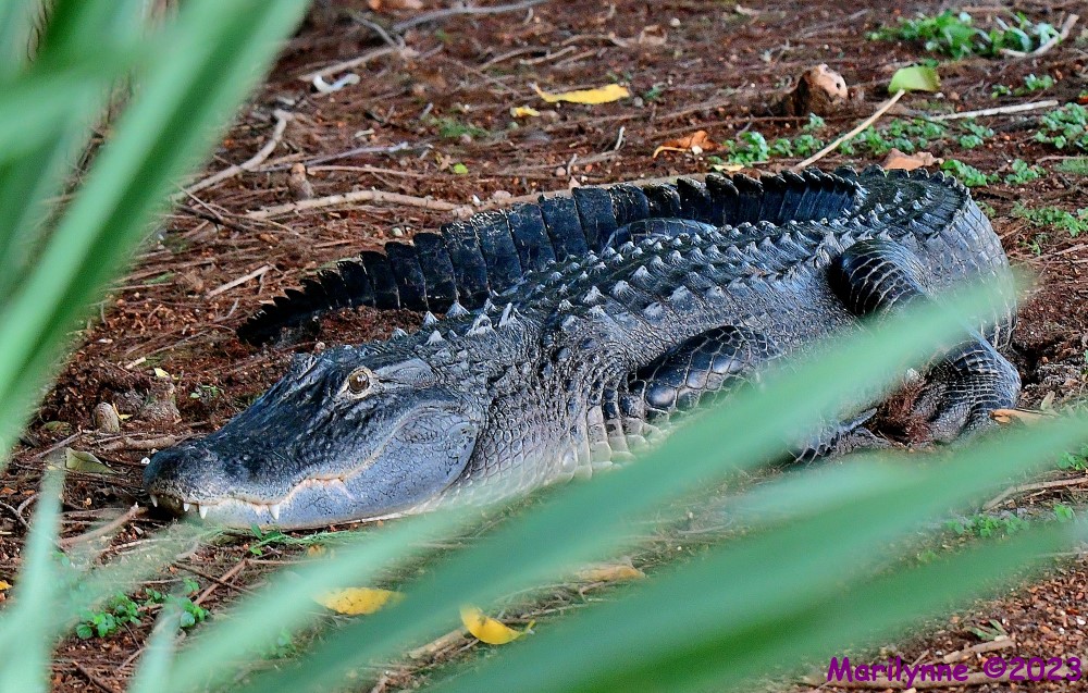 DSC_4749_001.JPG