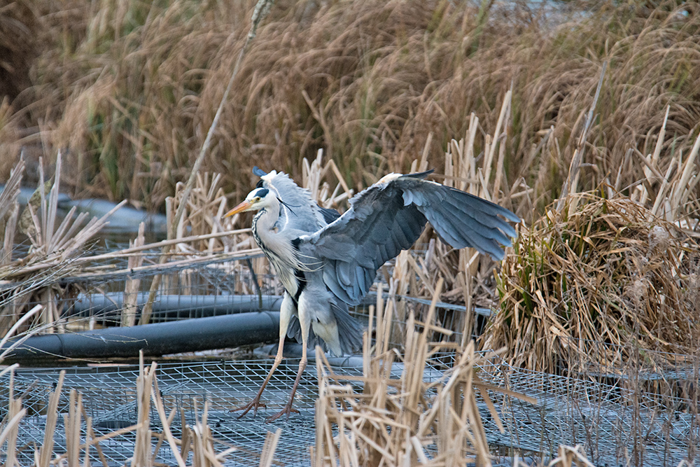 DSC_4750.jpg