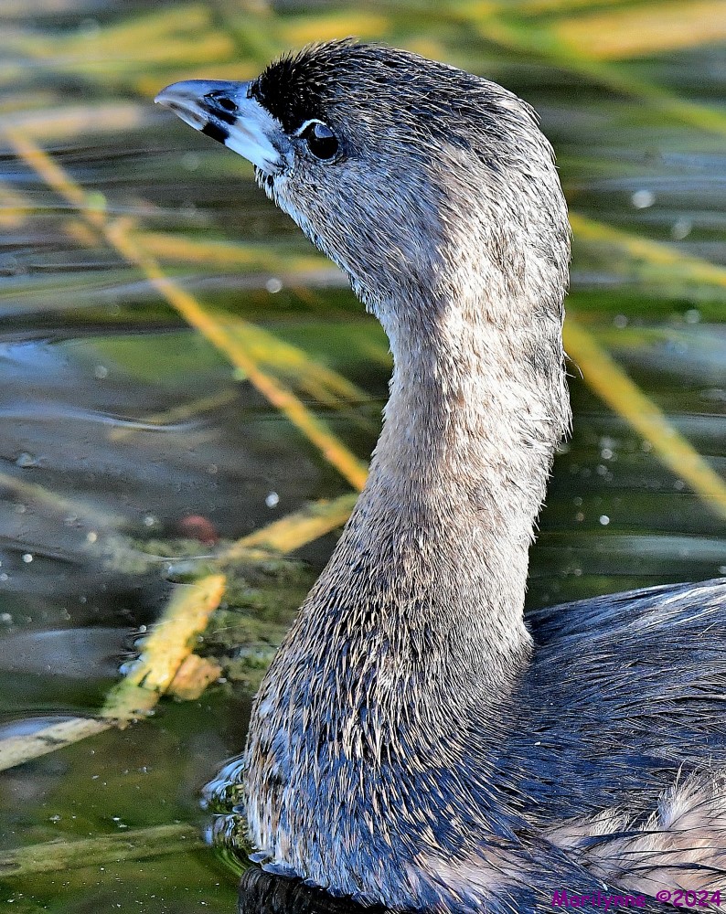 DSC_4750_001.JPG