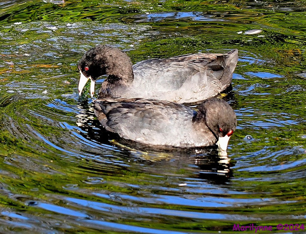 DSC_4752_001.JPG
