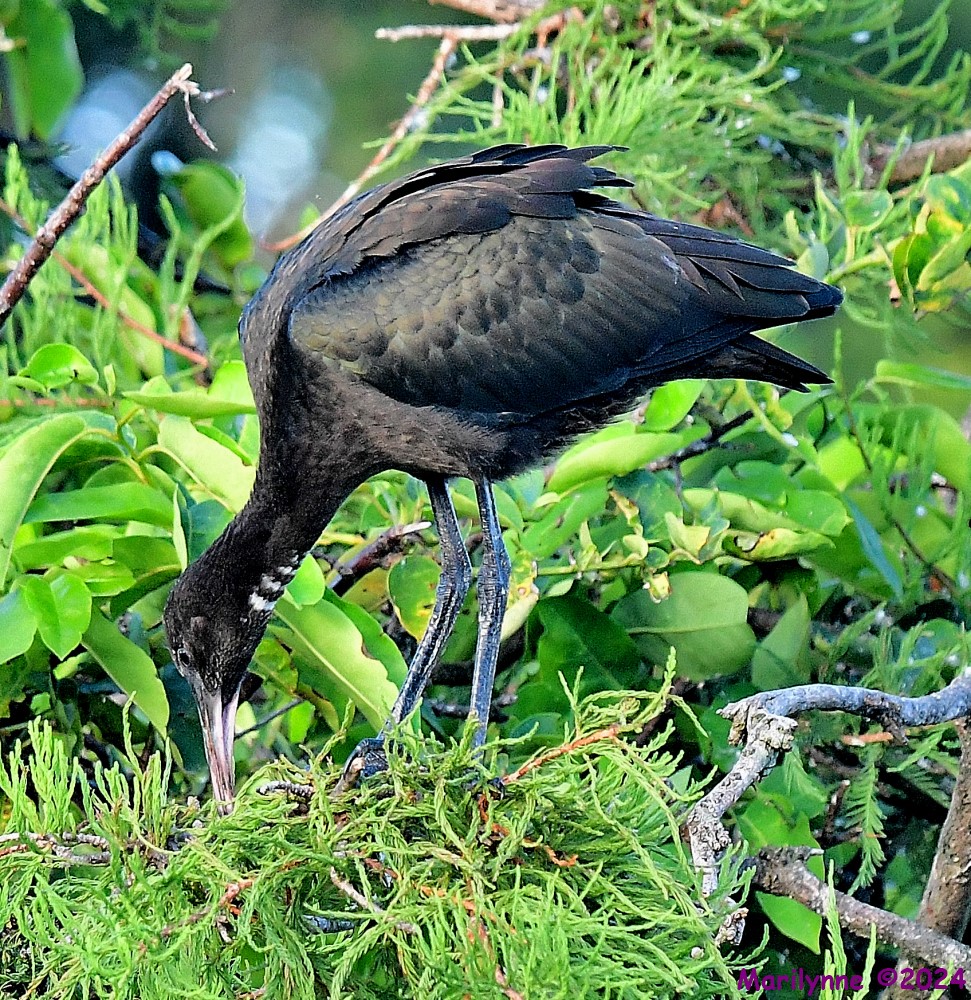 DSC_4753_001.JPG
