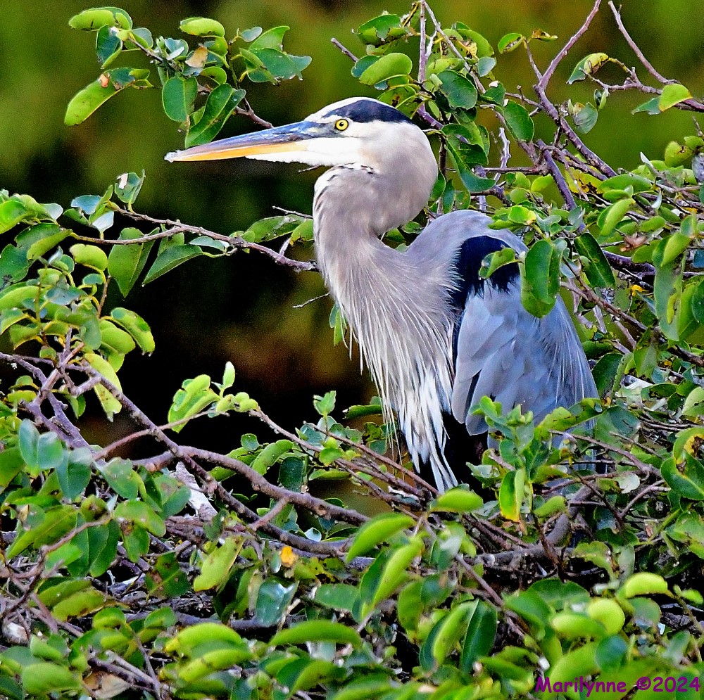 DSC_4758_001.JPG