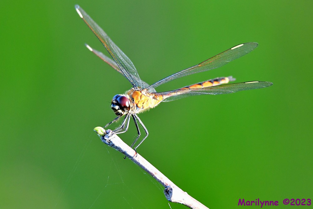 DSC_4759_001.JPG