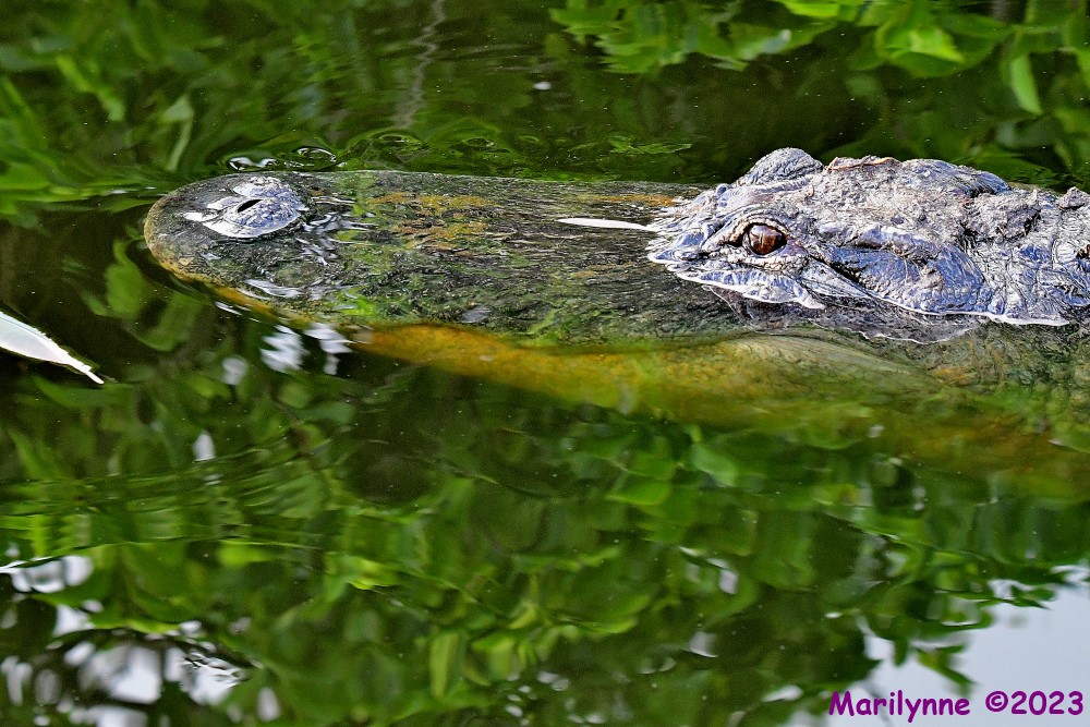 DSC_4759_001.JPG