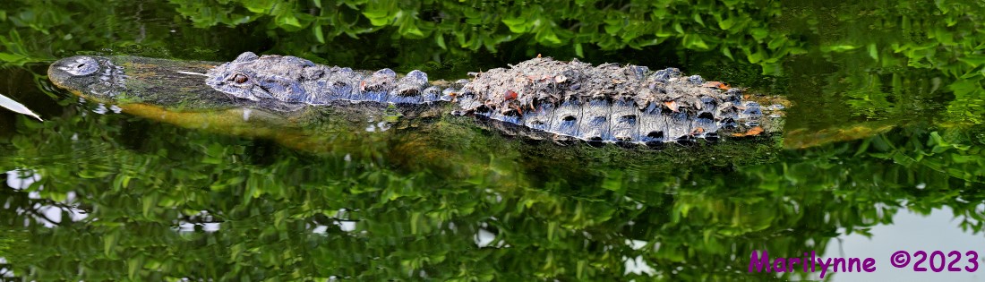 DSC_4759_stitch10_001.JPG