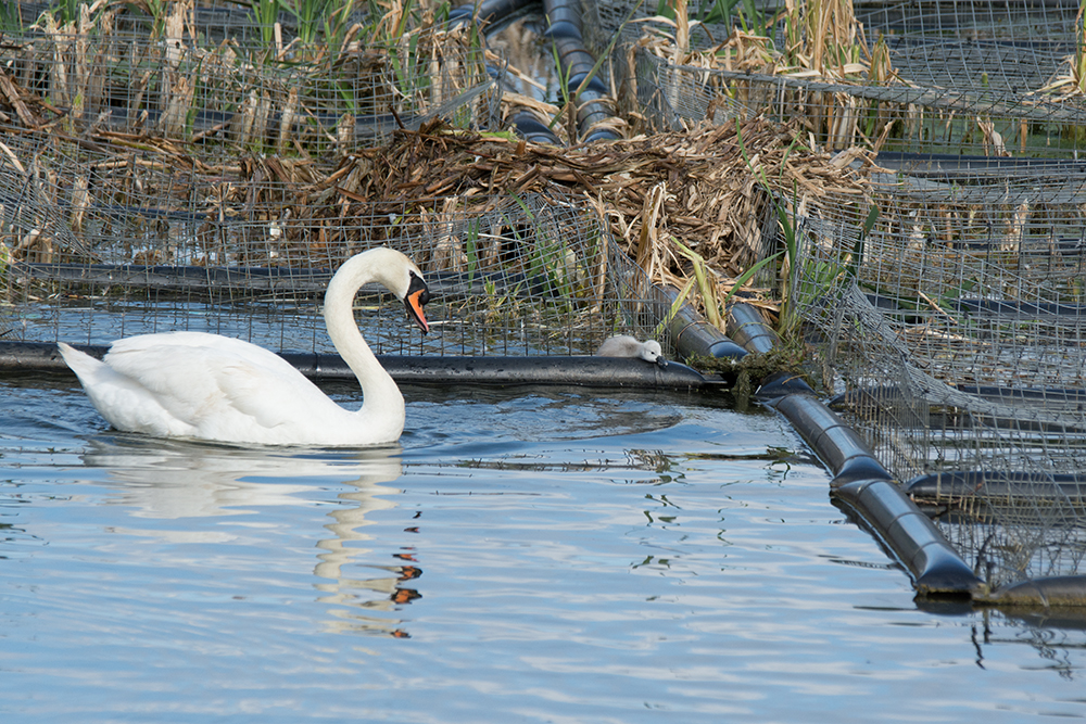DSC_4760.jpg