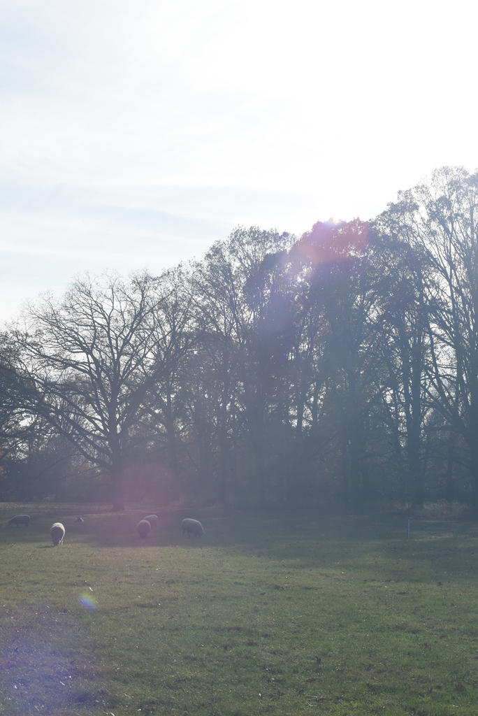 DSC_4762 original jpeg no edit.jpg DSC_4762 original jpeg no edit.jpg