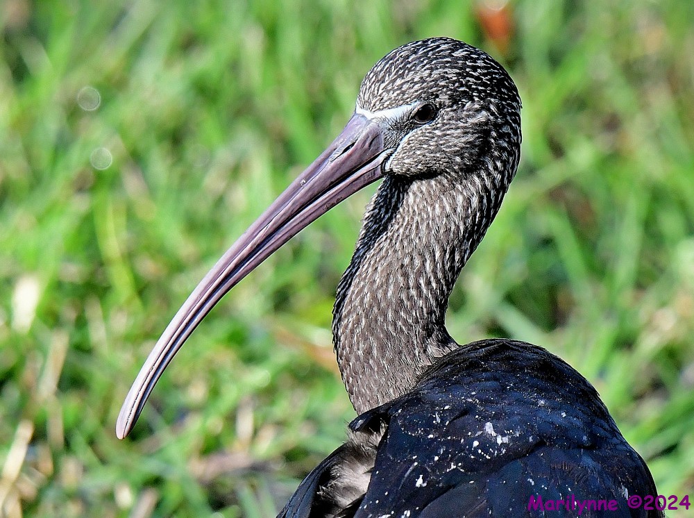 DSC_4766_001.JPG