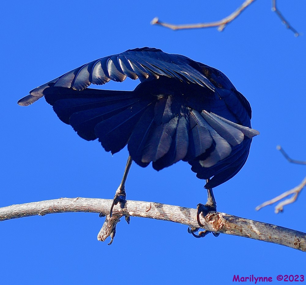 DSC_4767_001.JPG