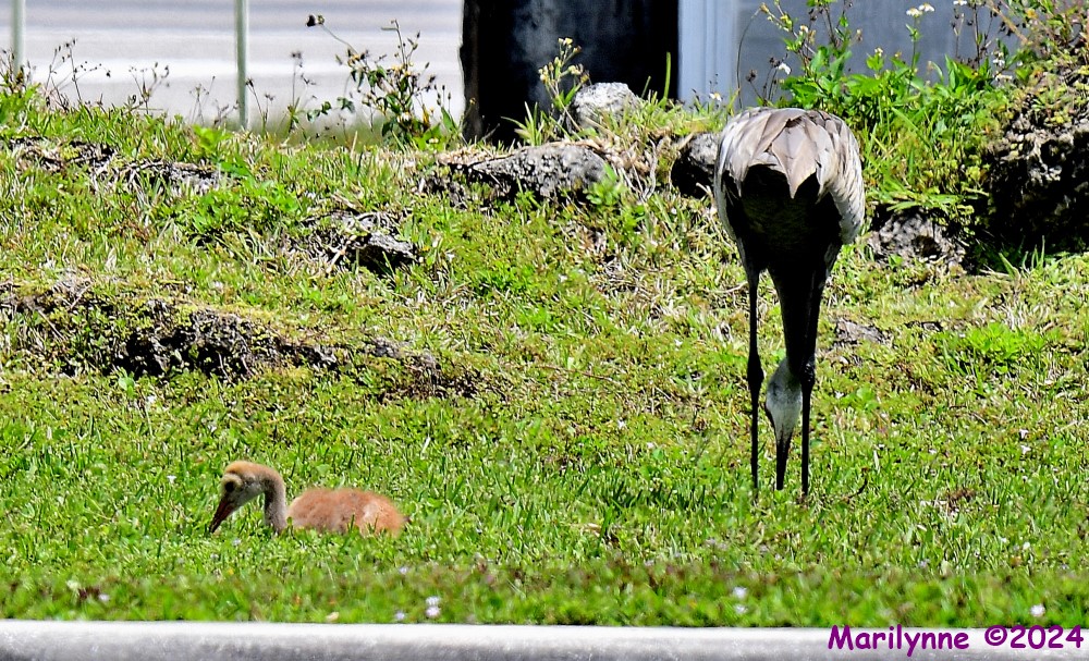 DSC_4768_001.JPG