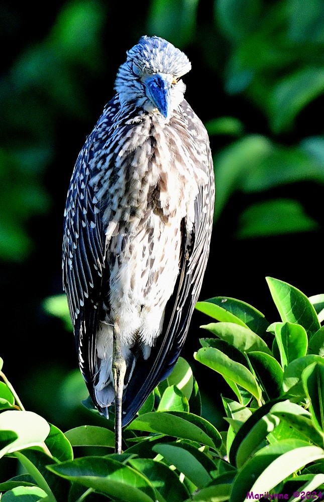 DSC_4768_001.JPG