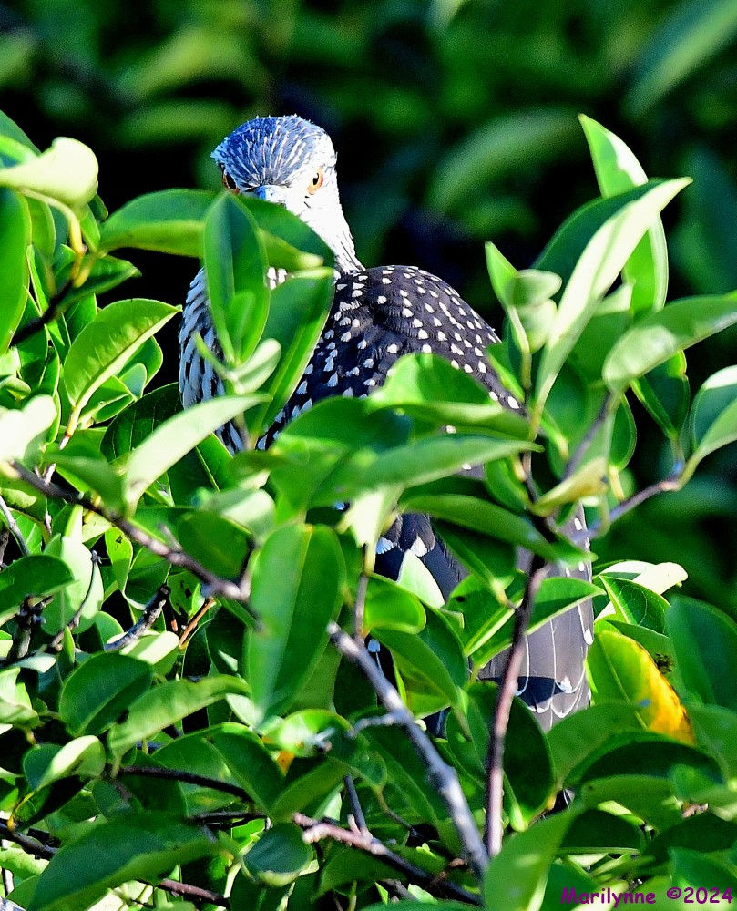 DSC_4769_001.JPG