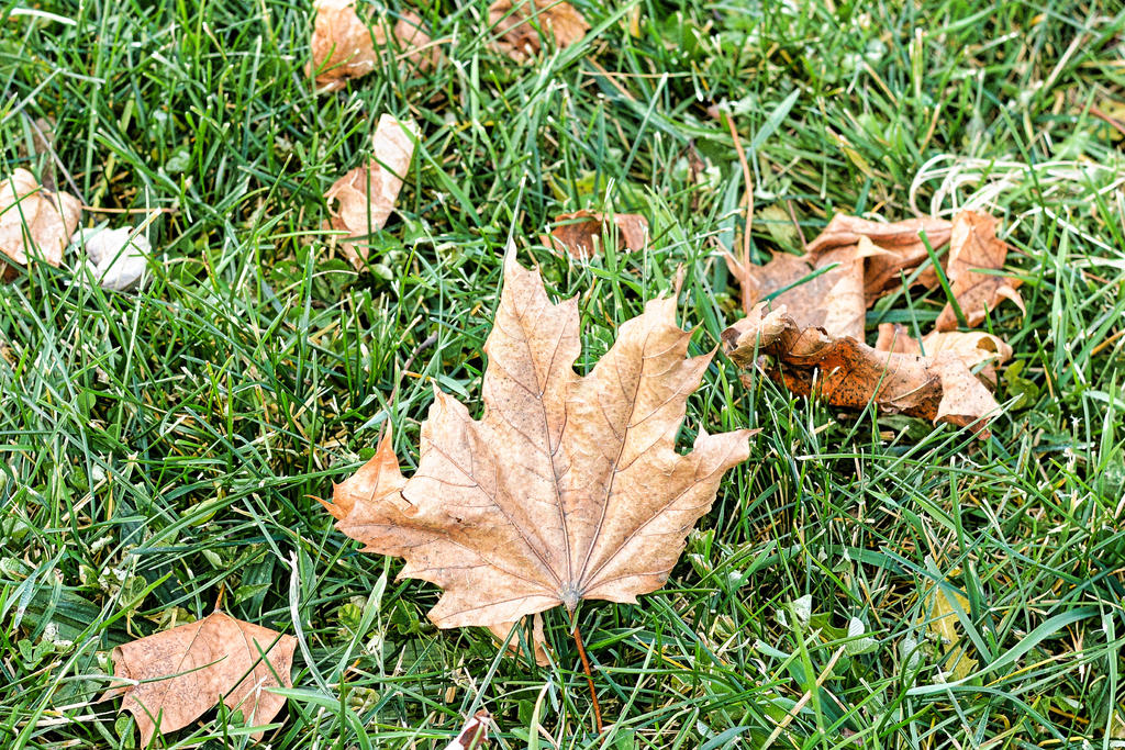 DSC_4772-1.jpg