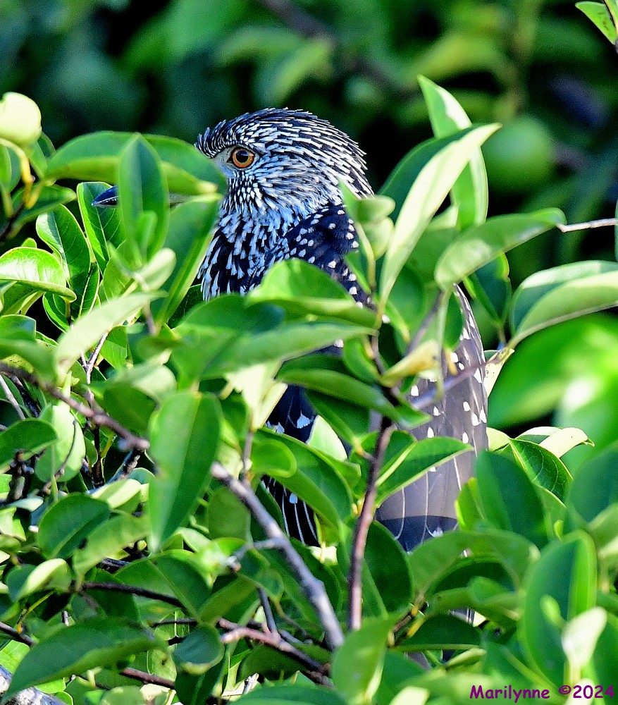 DSC_4772_001.JPG