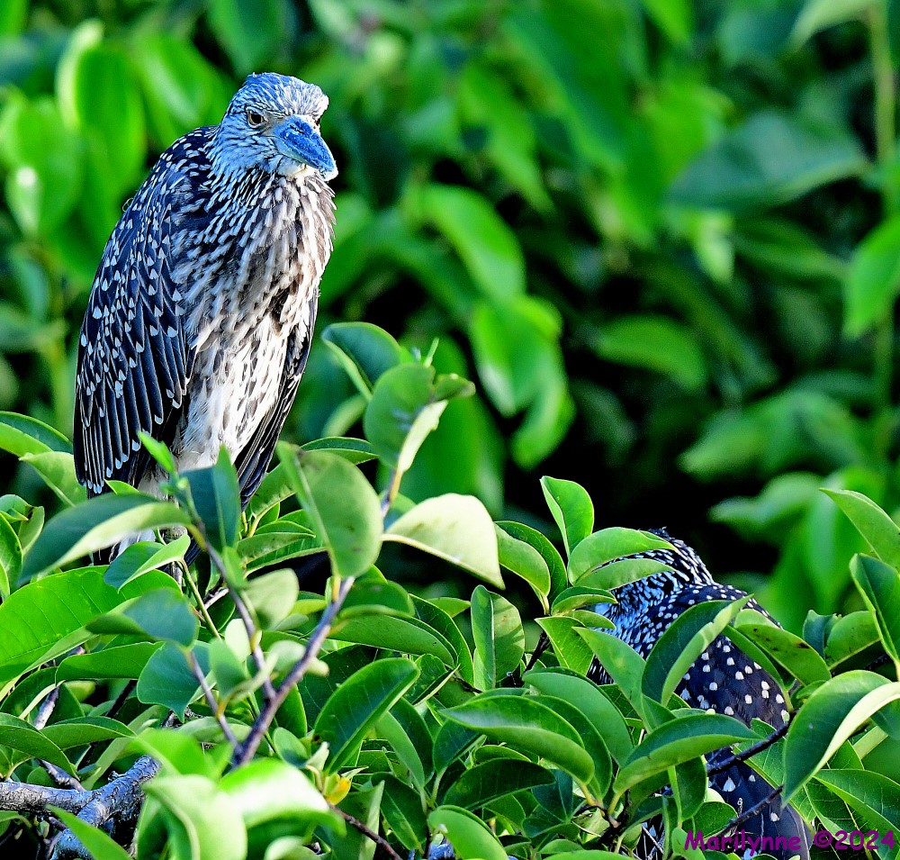 DSC_4776_001.JPG