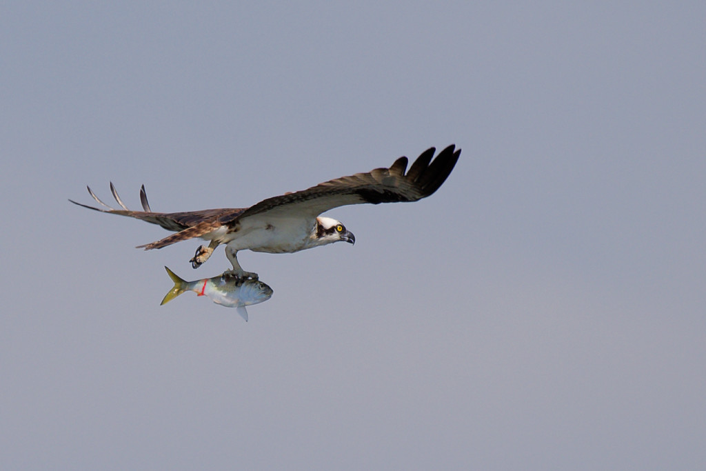 DSC_4778_DxO.jpg