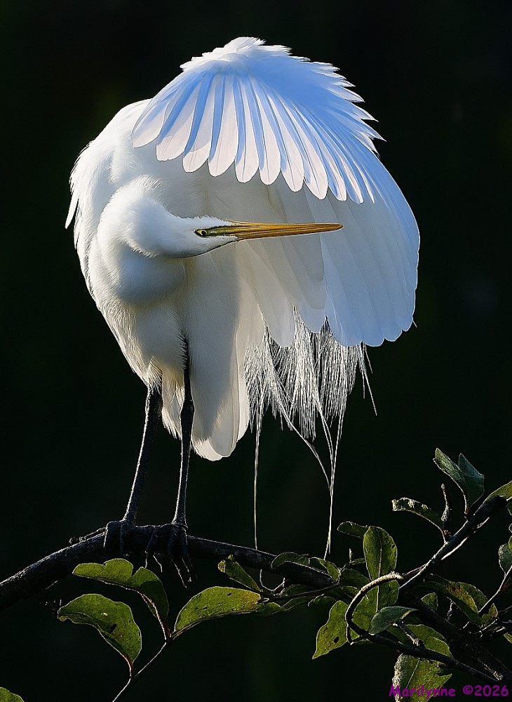 DSC_4780_stitch5 copy_001.JPG