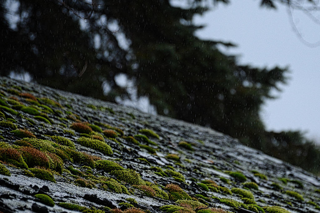DSC_4781-1.jpg