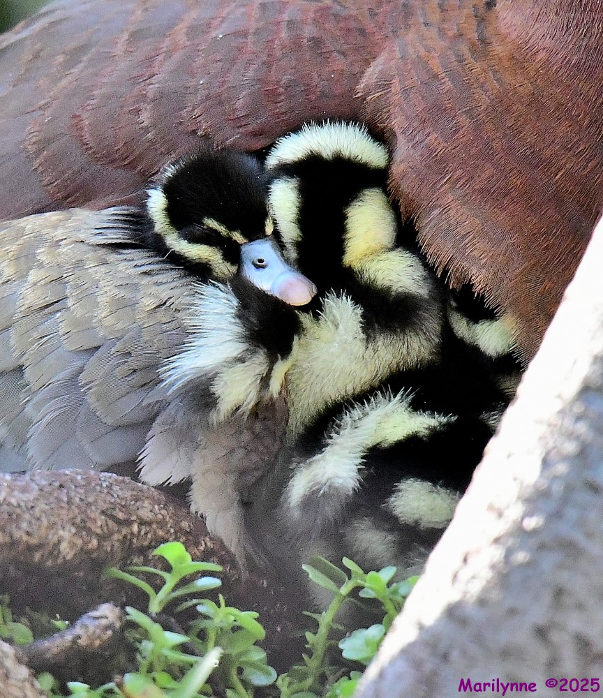 DSC_4781_001.JPG