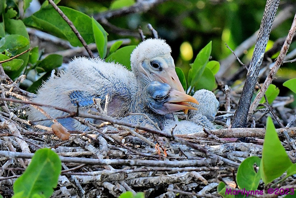 DSC_4782_001.JPG
