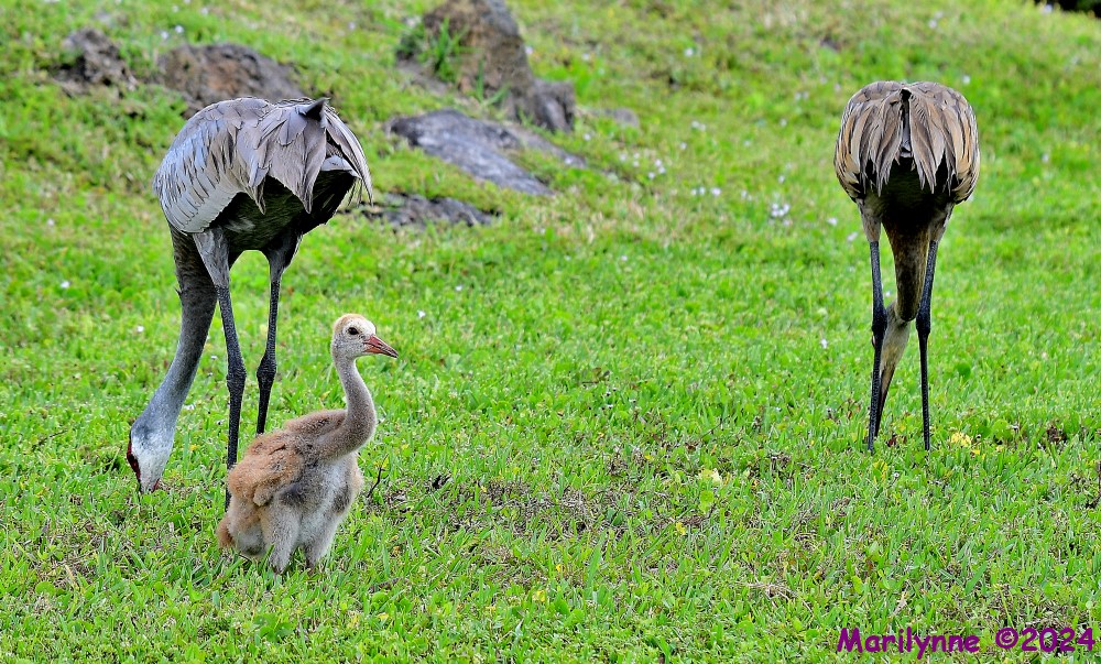 DSC_4785_001.JPG