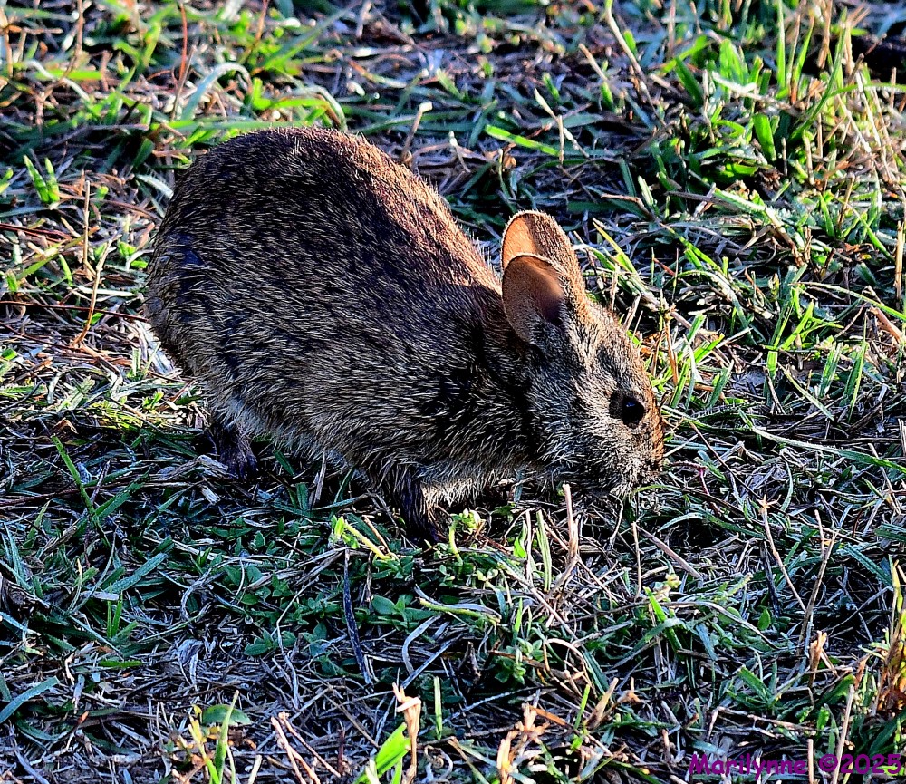 DSC_4791_001.JPG