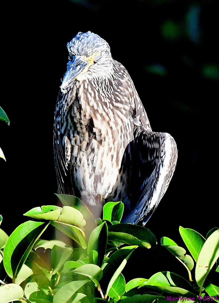 DSC_4792_001.JPG