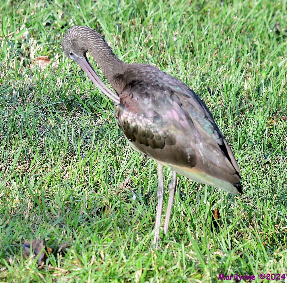 DSC_4793_001.JPG