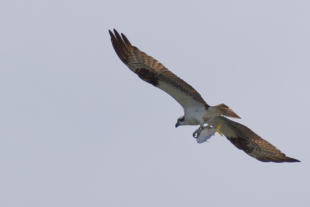 DSC_4795_DxO.jpg