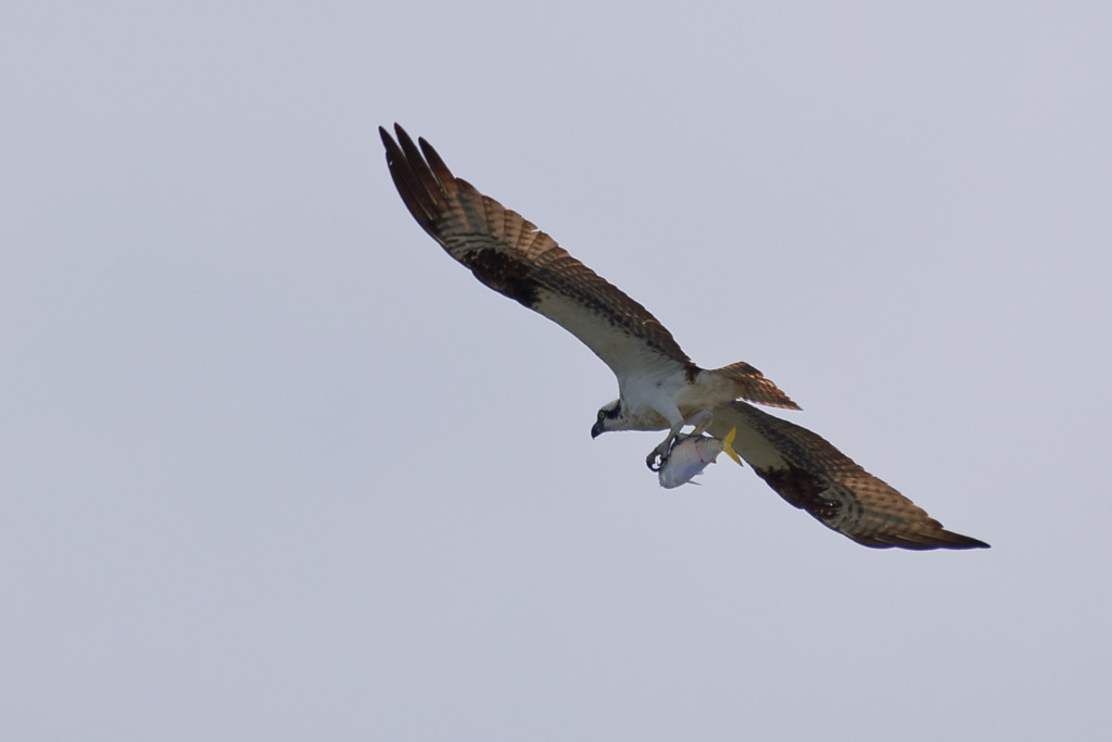 DSC_4795_DxO.jpg