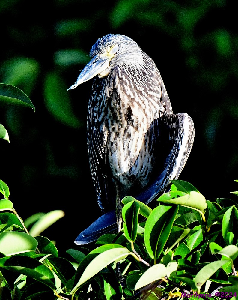 DSC_4797_001.JPG