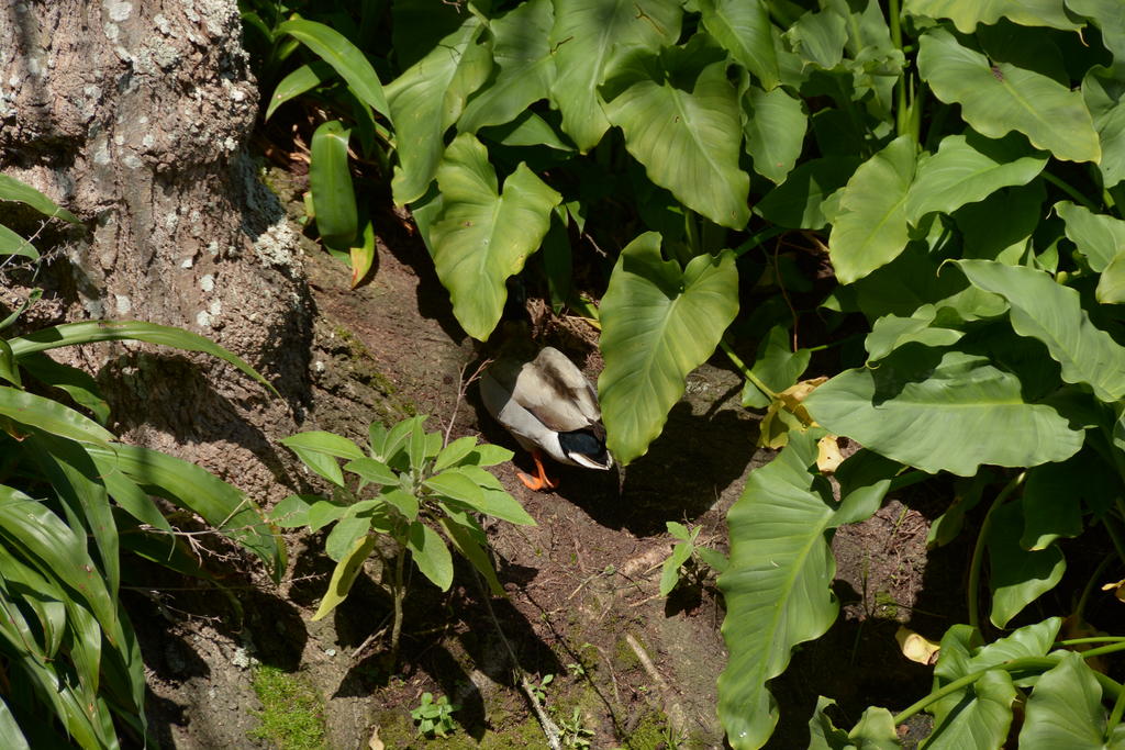 DSC_4802.jpg