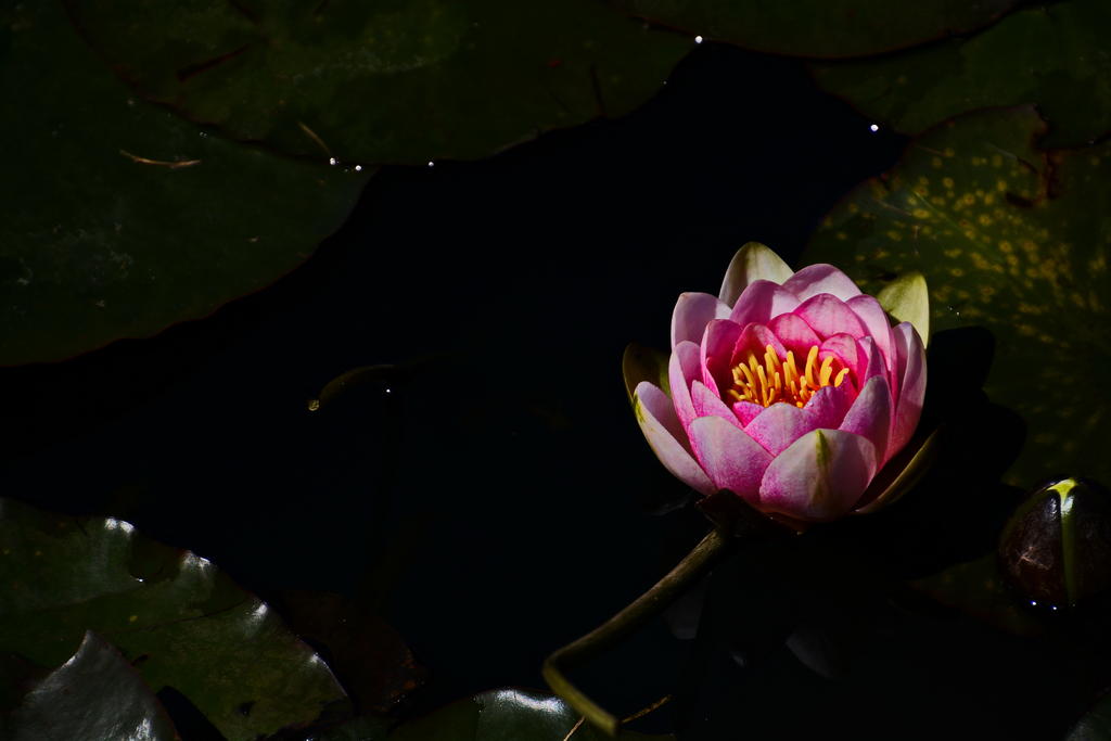 DSC_4803.jpg