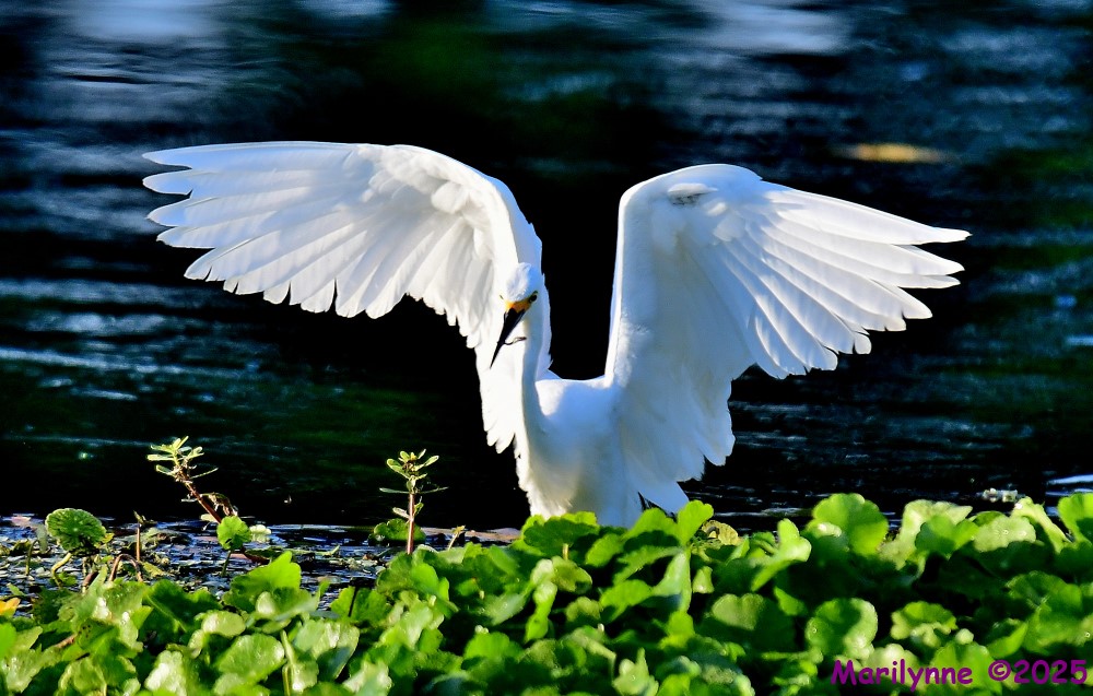 DSC_4804_001.JPG