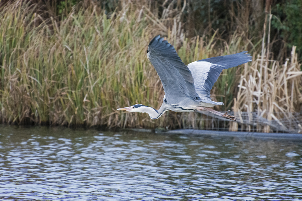 DSC_4805ed.jpg