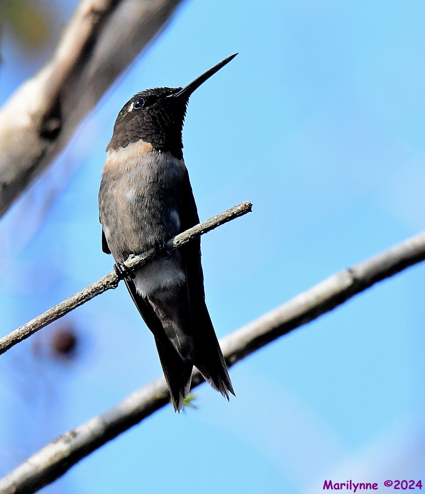 DSC_4806_001.JPG